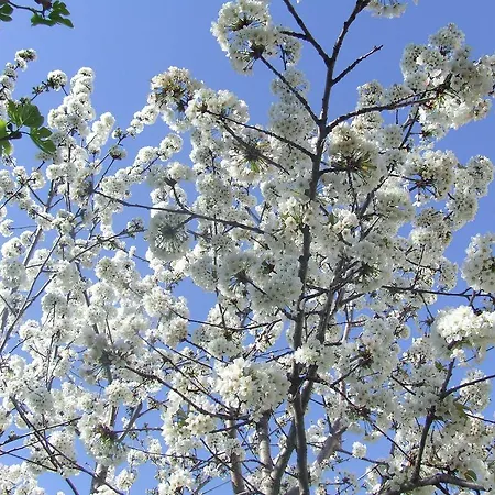 Апартаменти Dalmatia Задар